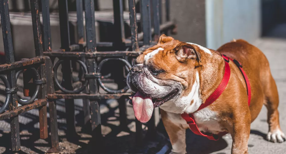 A bulldog on a walk
